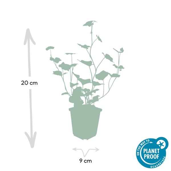 Hedera Hibernica | De ideale klimop voor elke tuin