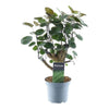 Polyscias Fabian - 45 cm - ø12 cm | Aralia - Kamerplanten