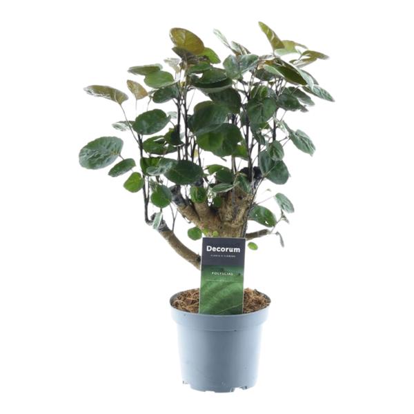 Polyscias Fabian - 45 cm - ø12 cm | Aralia - Kamerplanten
