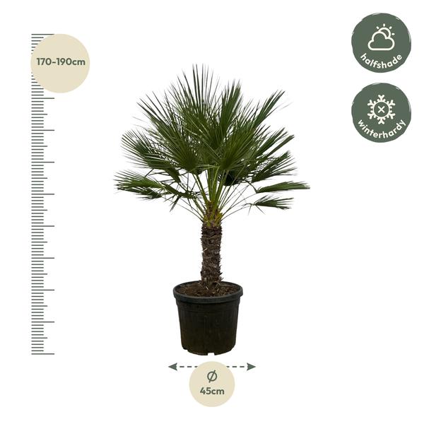 Chamaerops Humilis op stam (Dwergpalm) - 150 cm - Ø45 cm | Palm