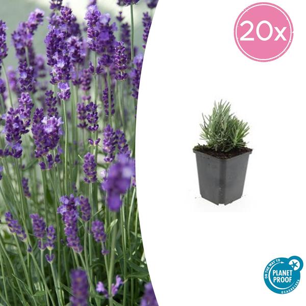 Lavendel | Lavandula angustifolia ‘Dwarf Blue’ – Geurende Lavendel
