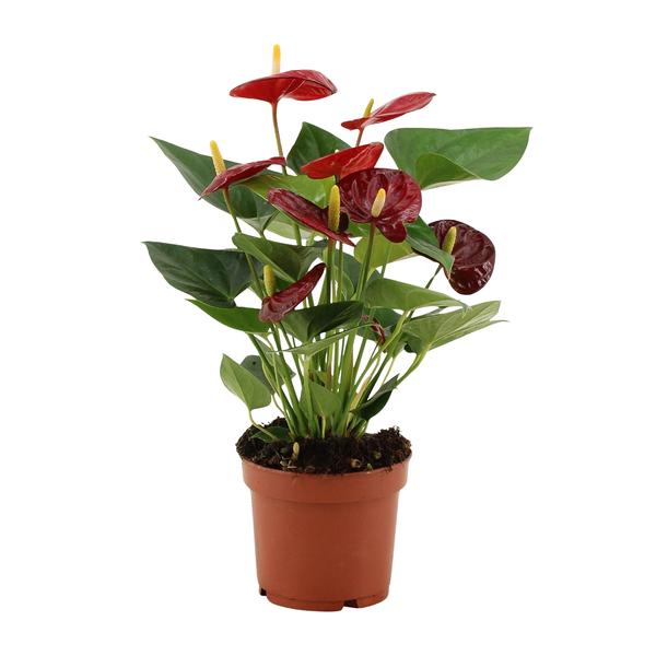 Anthurium Calon - 36 cm - Ø12 cm | Flamingobloem - Kamerplant