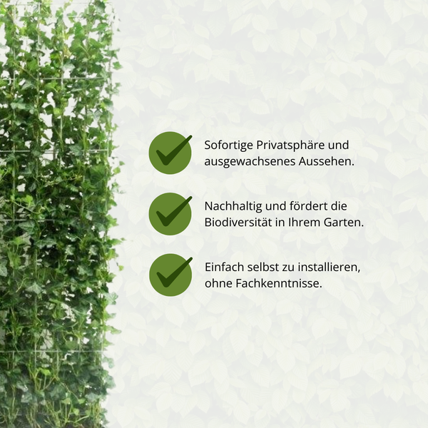 Hedera Hibernica | De perfecte Kant-en-Klaar Haag voor directe privacy