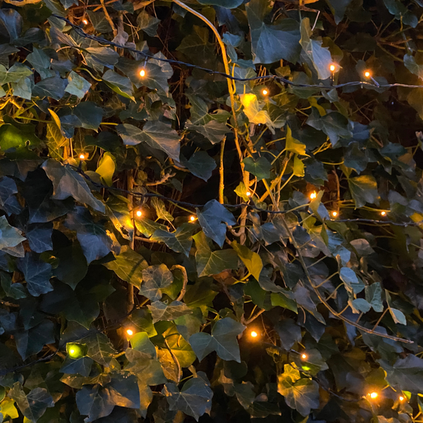 Hedera Hibernica | De perfecte Kant-en-Klaar Haag voor directe privacy