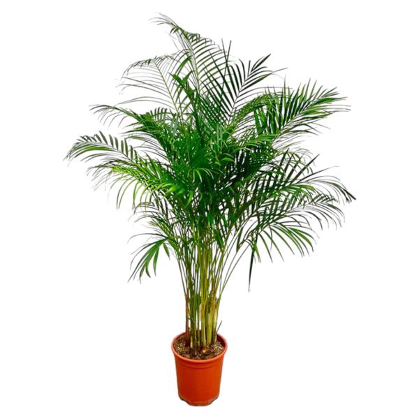 Areca Palm - (Dypsis Lutescens) - 170 cm - ø24 cm | Grote kamerplanten