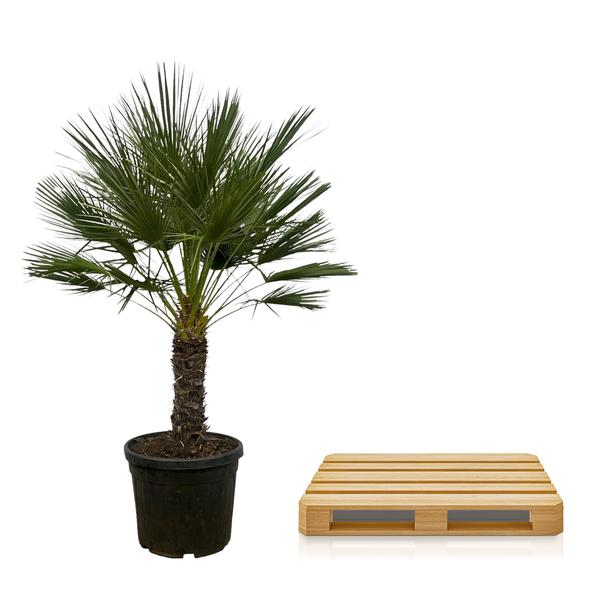 Chamaerops Humilis op stam (Dwergpalm) - 150 cm - Ø45 cm | Palm