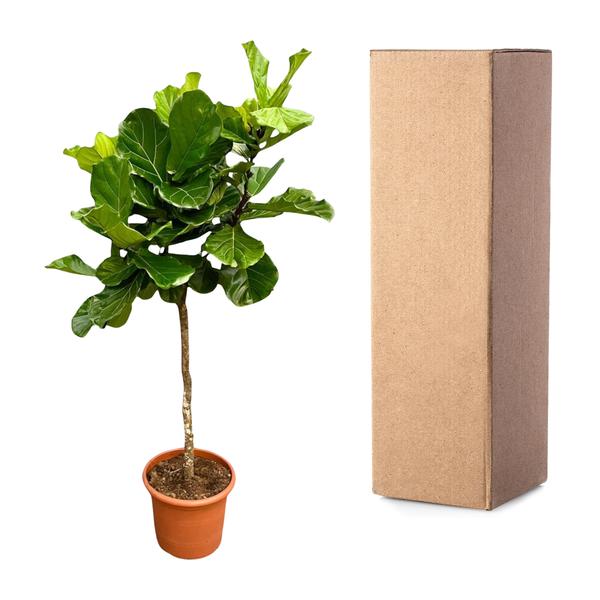 Ficus Lyrata Boom XXL - 210 cm - Ø40 cm
