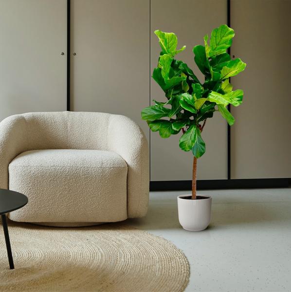 Ficus Lyrata boom - 160 cm of 180 cm - Ø30 cm | Ficus - Kamerplanten