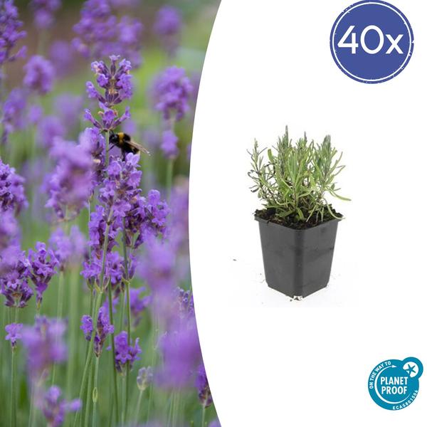 Lavendel | Lavandula angustifolia 'Munstead' – Geurende Bloemen