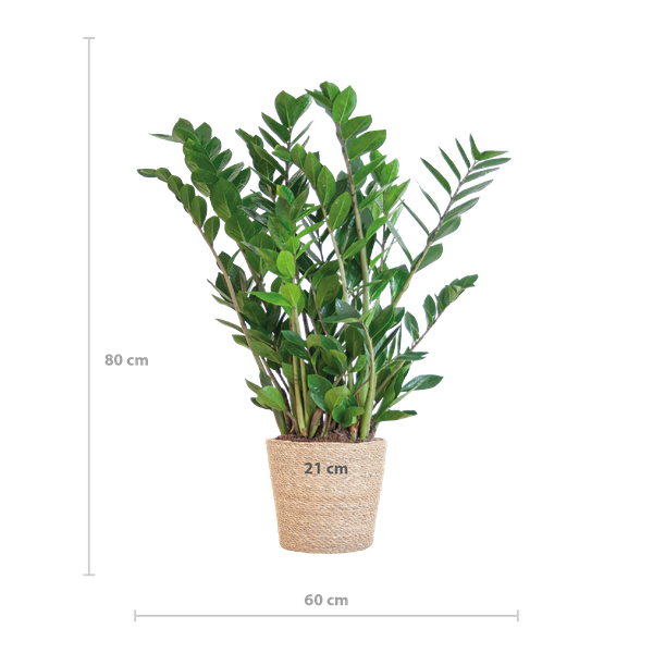 Zamioculcas Zamiifolia in Sofia mand naturel - 80cm - Ø21 cm | Robuuste ZZ-plant