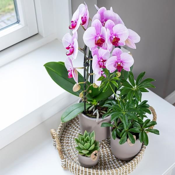 Orchidee | Roze Phalaenopsis orchidee - Niagara Fall - potmaat Ø9cm