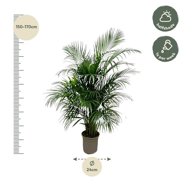 Areca palm - (Dypsis Lutescens) - 150 cm - ø24 cm | Palm