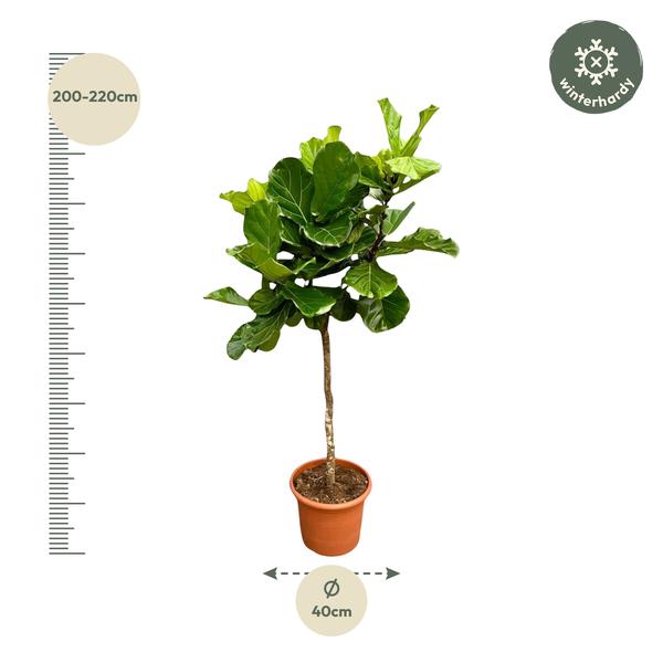 Ficus Lyrata Boom XXL - 210 cm - Ø40 cm