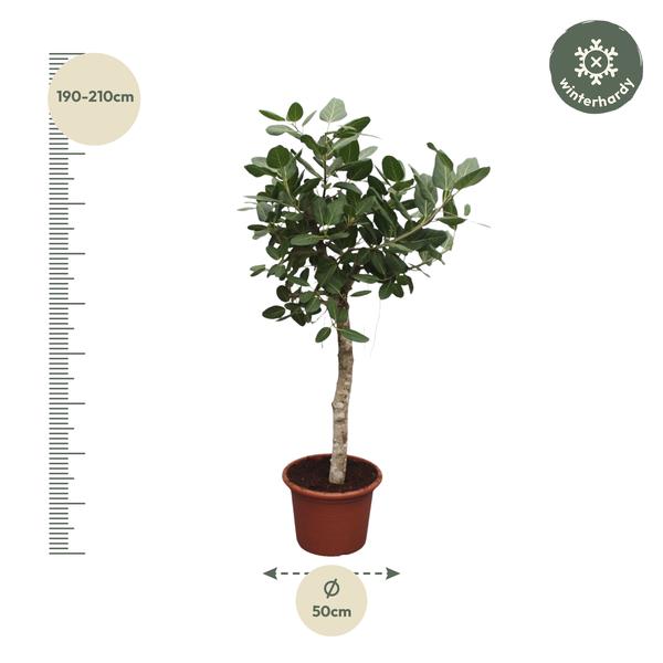 Ficus Benghalensis boom - 200 cm - ø50 cm | Ficus - Grote Kamerplant