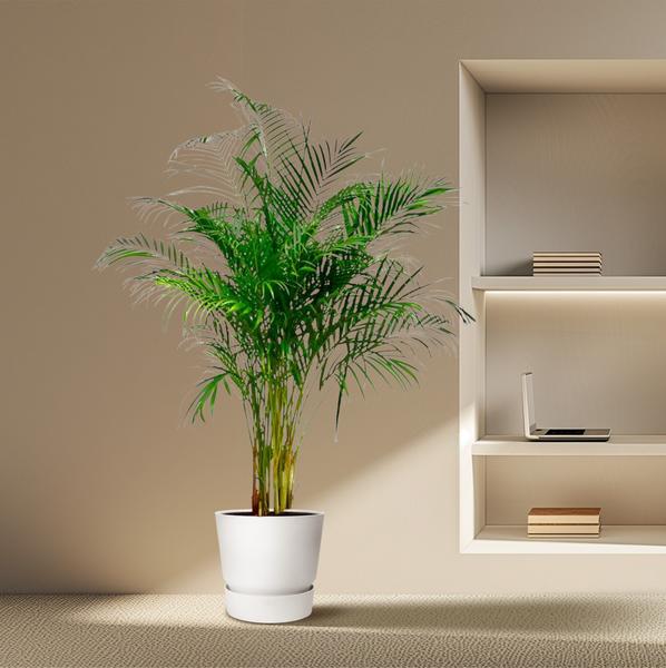 Areca Palm - (Dypsis Lutescens) - 170 cm - ø24 cm | Grote kamerplanten