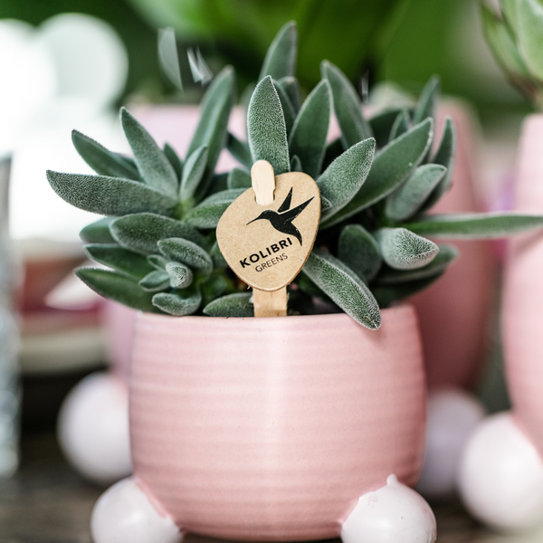 Succulent Crassula Tarantula in Ø6 cm roze pot met grijsgroene bladeren.