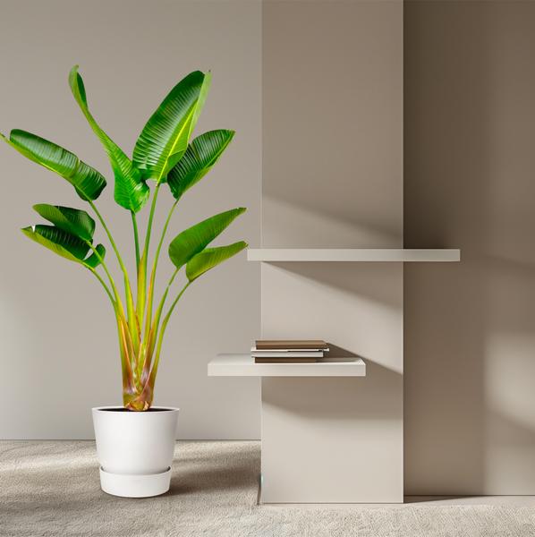 Strelitzia Augusta - 160 cm - Ø24 cm | Strelitzia - Kamerplanten