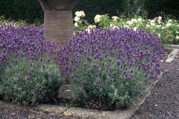 Lavendel | Lavandula angustifolia ‘Dwarf Blue’ – Geurende Lavendel