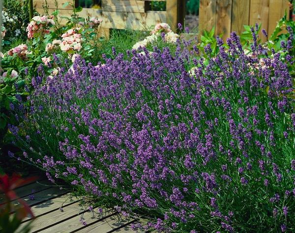 Lavendel | Lavandula angustifolia 'Munstead' – Geurende Bloemen