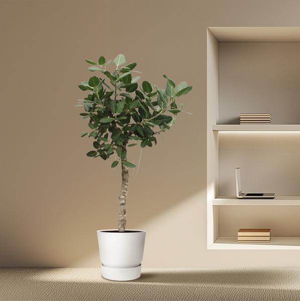 Ficus Benghalensis boom - 200 cm - ø50 cm | Ficus - Grote Kamerplant