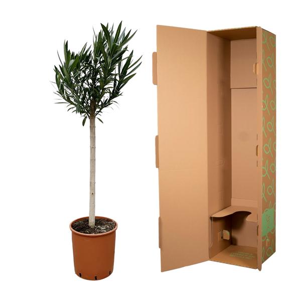 Nerium Oleander op stam met roze bloem - 170cm en 200cm