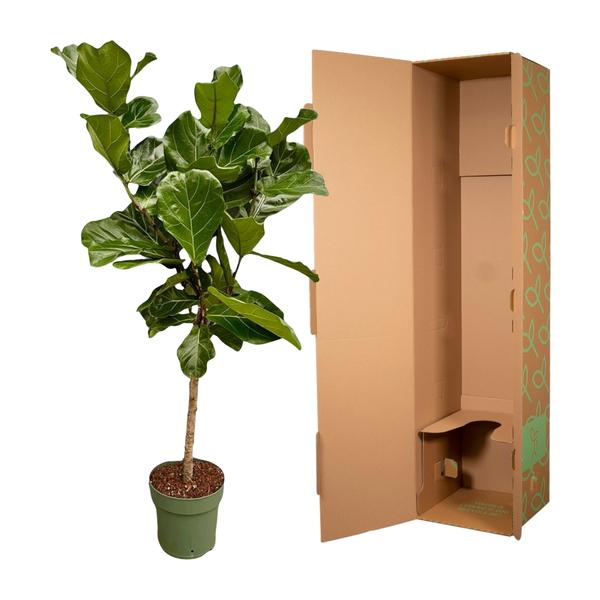 Ficus Lyrata Stam - 150 cm - Ø27 cm