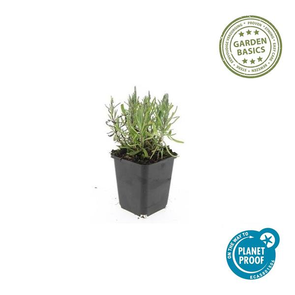 Lavendel | Lavandula angustifolia 'Munstead' – Geurende Bloemen