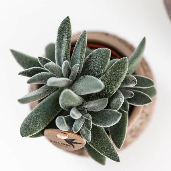 Succulent Crassula Tarantula | vetplant Ø6 cm of Ø9 cm met fluweelzachte bladeren