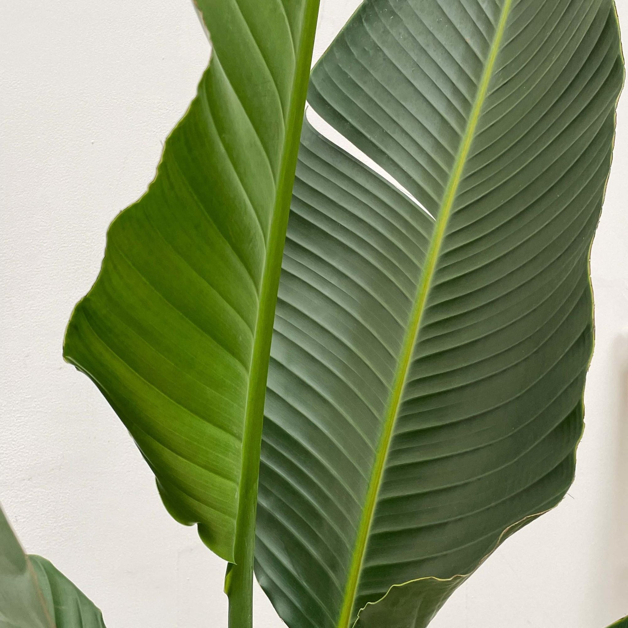 Strelitzia Augusta Multi Stam XXL - 250 cm - ø30-40 cm - Grote kamerplant