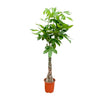 Pachira Aquatica - 160 cm - ø27 cm | Geldboom