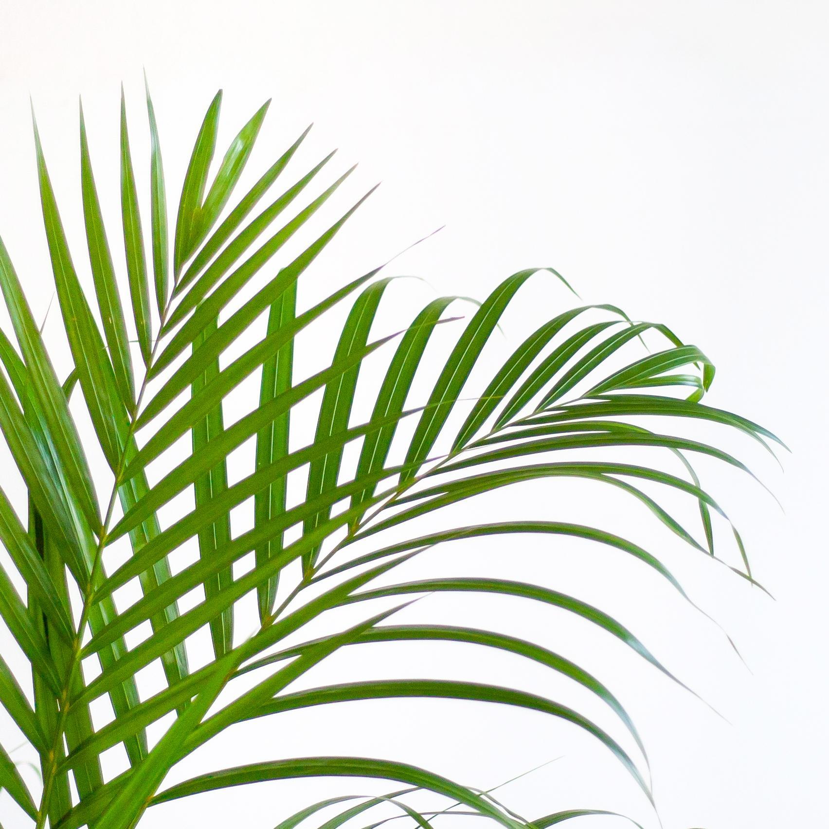 Areca Palm (Dypsis) - 100 cm - Ø21 cm - in Viber pot | Kamerplant