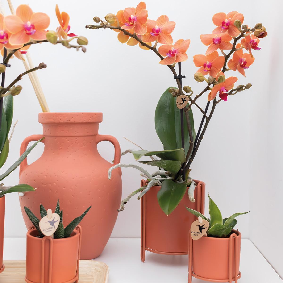 Orchidee | Oranje Phalaenopsis orchidee - Mineral Bolzano - potmaat Ø9cm