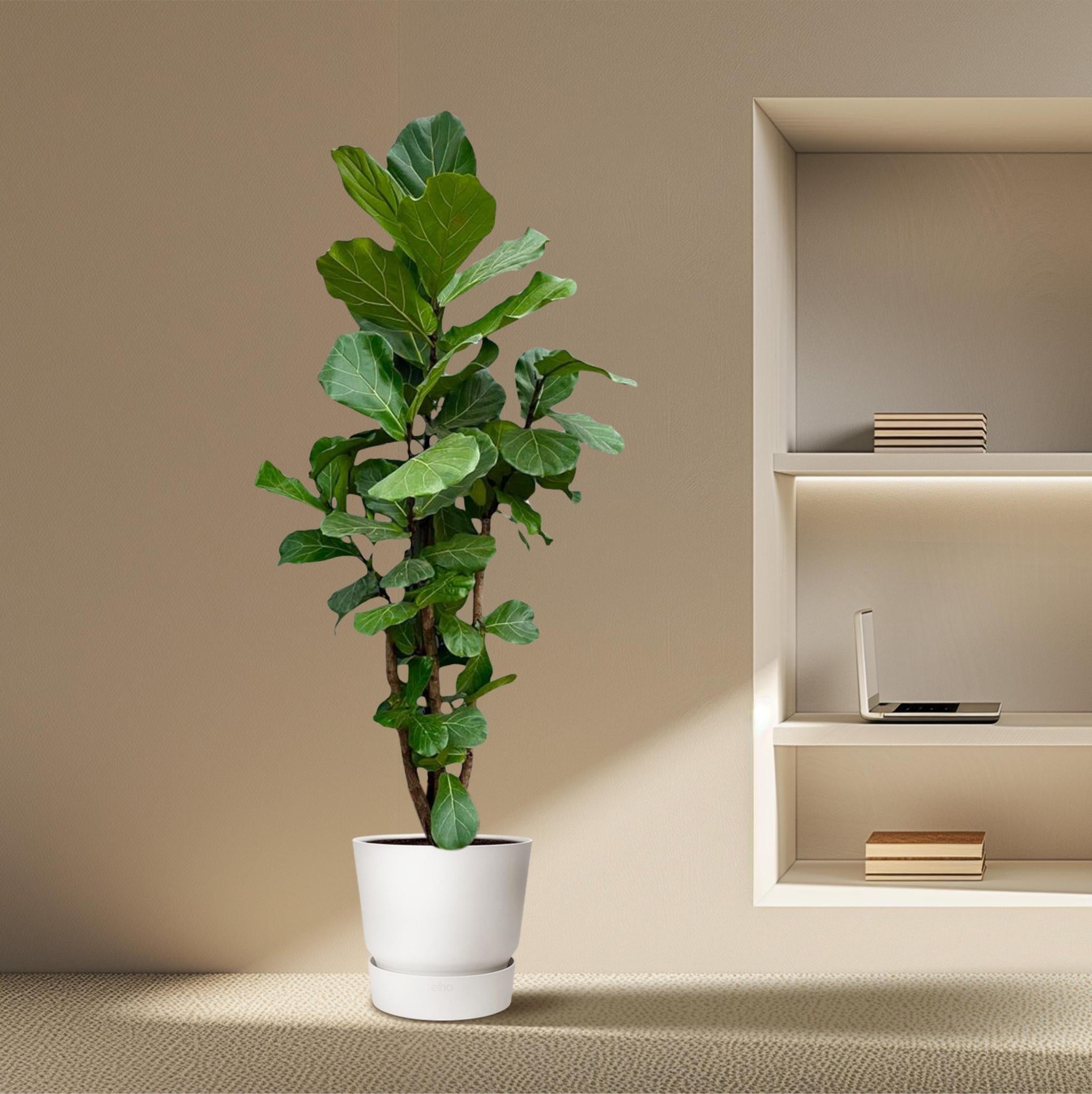 Ficus Lyrata vertakt - 230 cm - ø40 cm | Ficus - Grote kamerplant