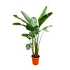 Strelitzia Augusta de Luxe XXL - 250 cm - ⌀38 cm | Paradijsvogelbloem