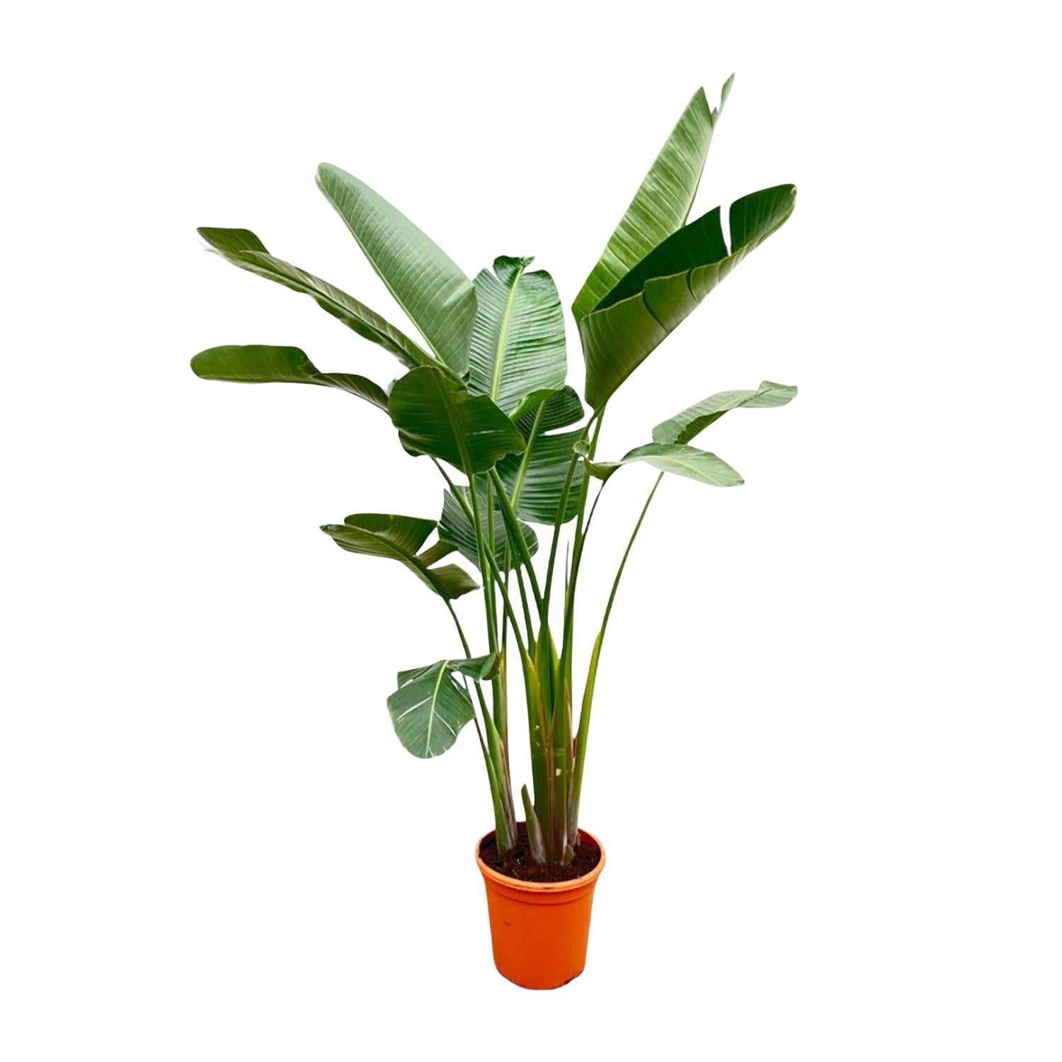 Strelitzia Augusta de Luxe XXL - 250 cm - ⌀38 cm | Paradijsvogelbloem