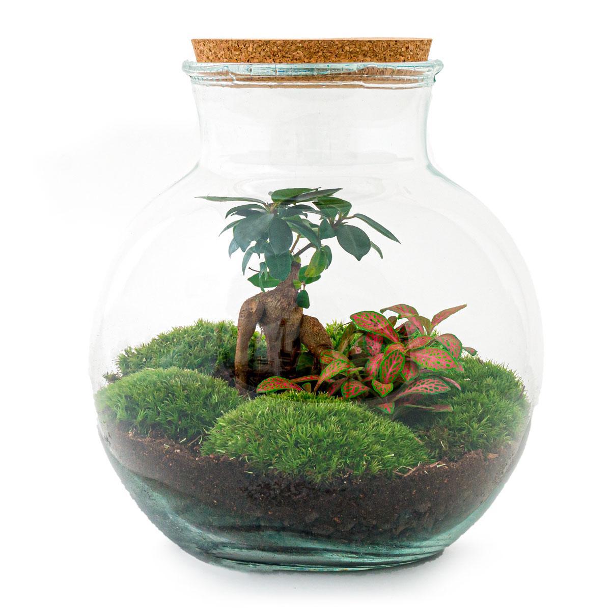DIY Terrarium - Teddy Bonsai - ↕ 26,5 cm - met Rake, Shovel en Tweezer | Mini-Ecosysteem