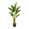 Strelitzia Augusta - 250cm - ⌀45 cm | Grote kamerplanten