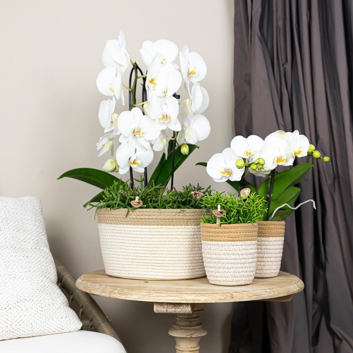 Orchidee | Witte Phalaenopsis orchidee - Niagara Fall - potmaat Ø12cm