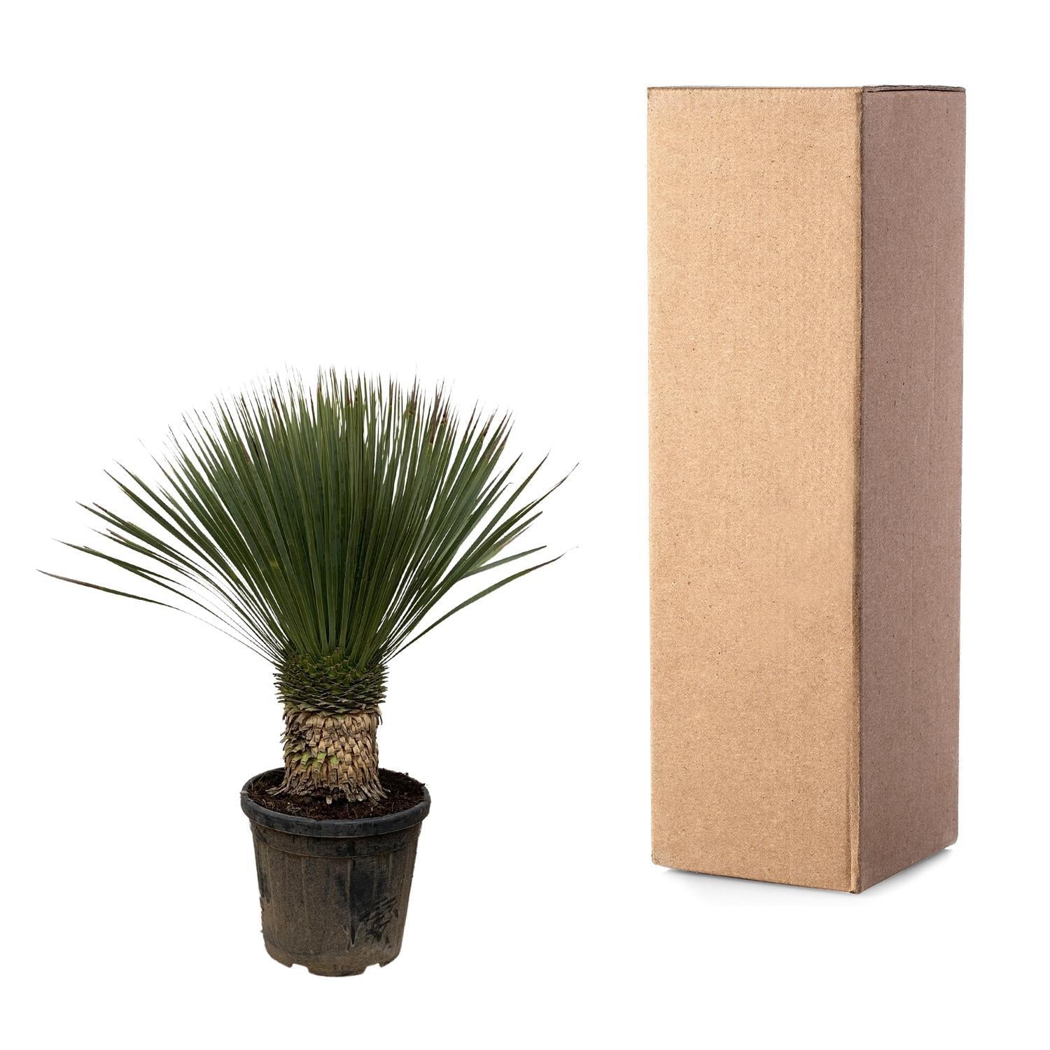 Yucca Rostrata - 100 cm- Ø35 cm | Blue Beaked Yucca