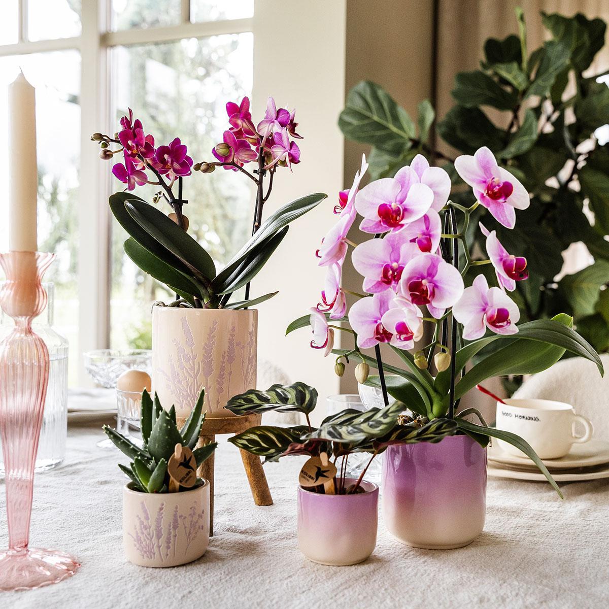 Kolibri Home | Gradience Sierpot - Pink - Ø6cm en Ø9cm - Bloempot