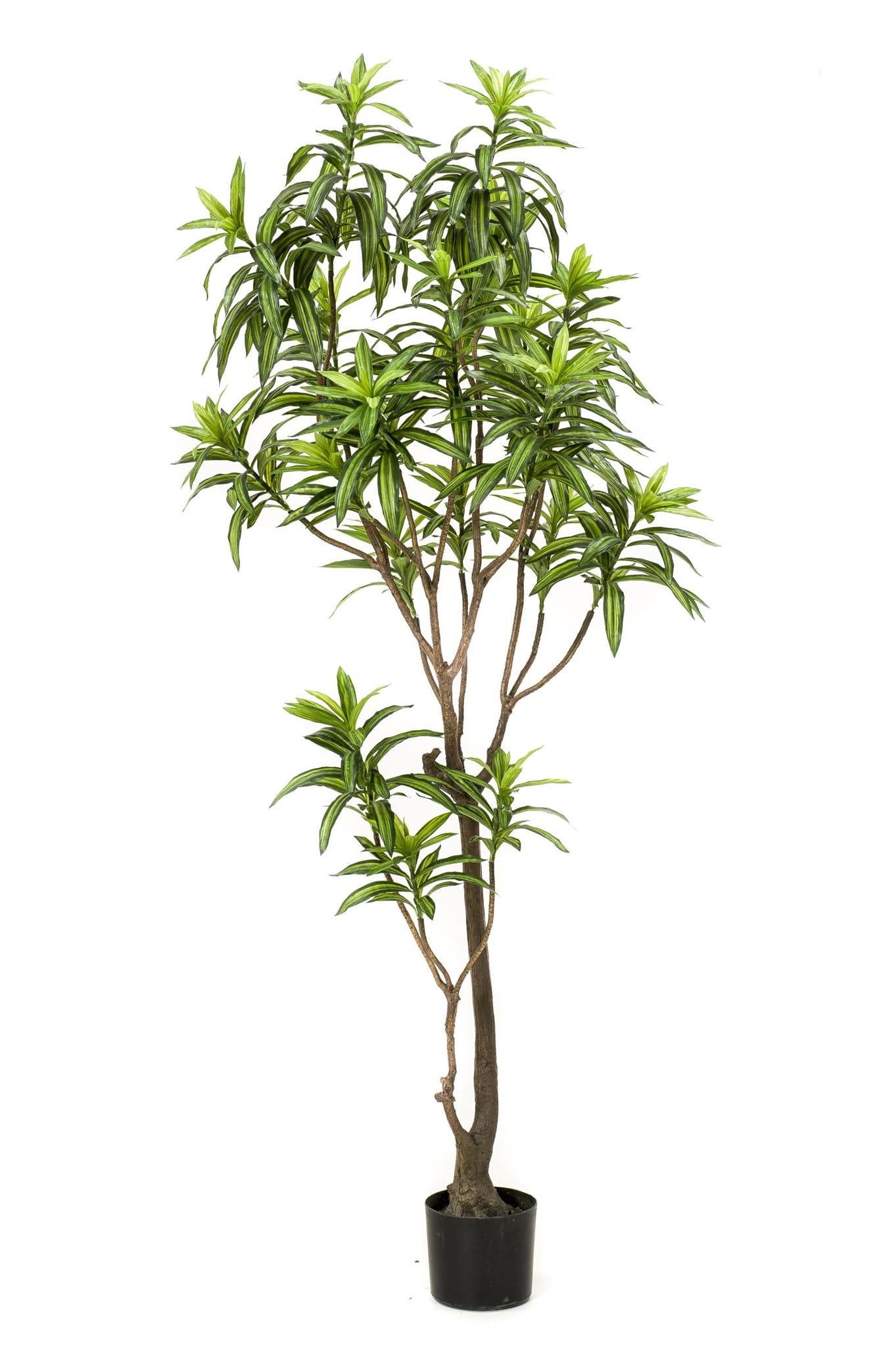 Kunstplant Dracaena - Drakenboom 190 cm - Groen en onderhoudsvrij
