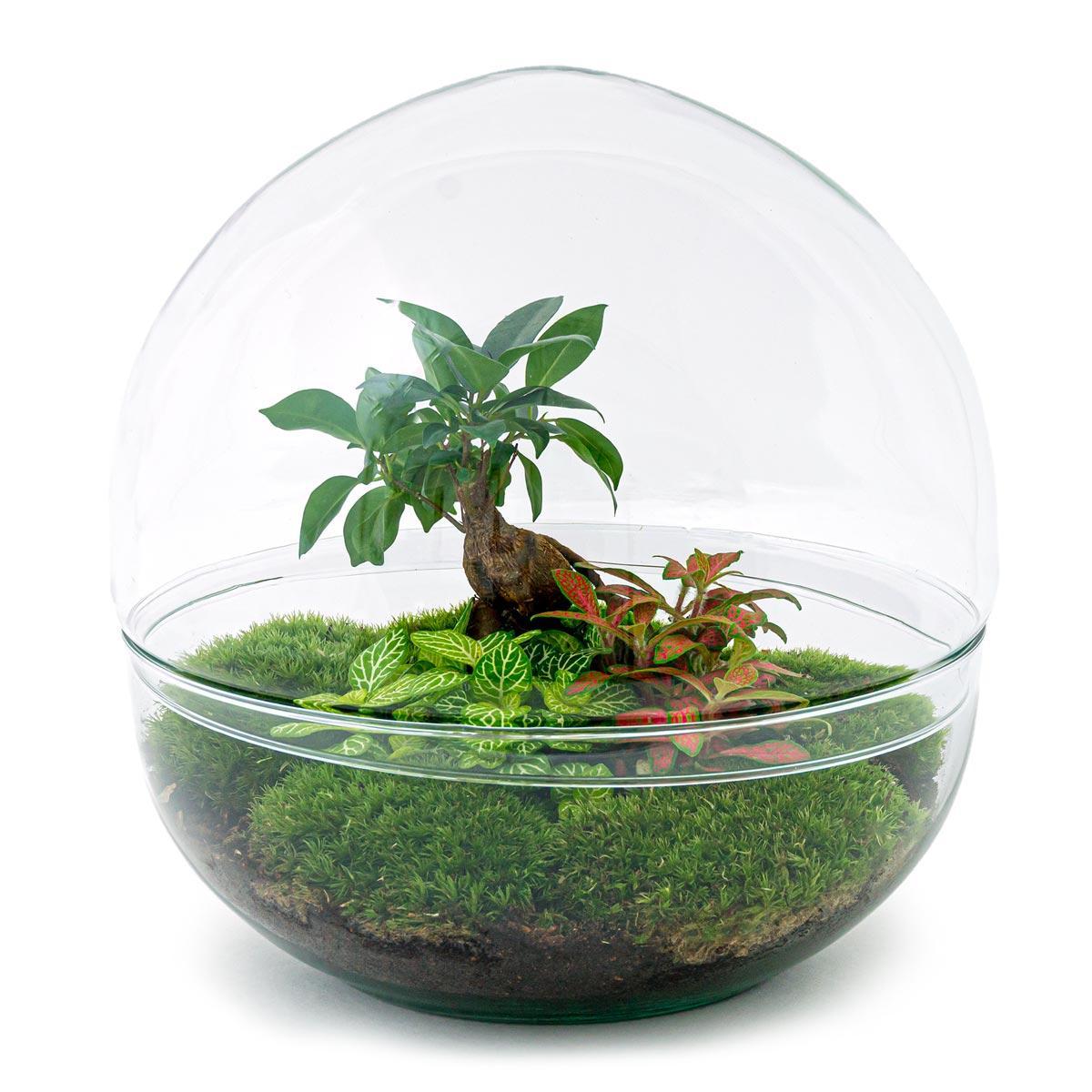 DIY Terrarium - Dome XL - Ficus Ginseng Bonsai | Zelfvoorzienend Ecosysteem