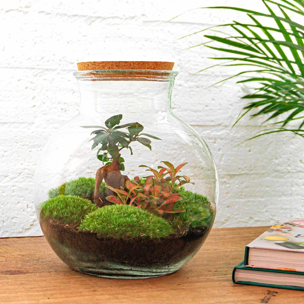 DIY Terrarium - Teddy Bonsai - ↕ 26,5 cm - met Rake, Shovel en Tweezer | Mini-Ecosysteem