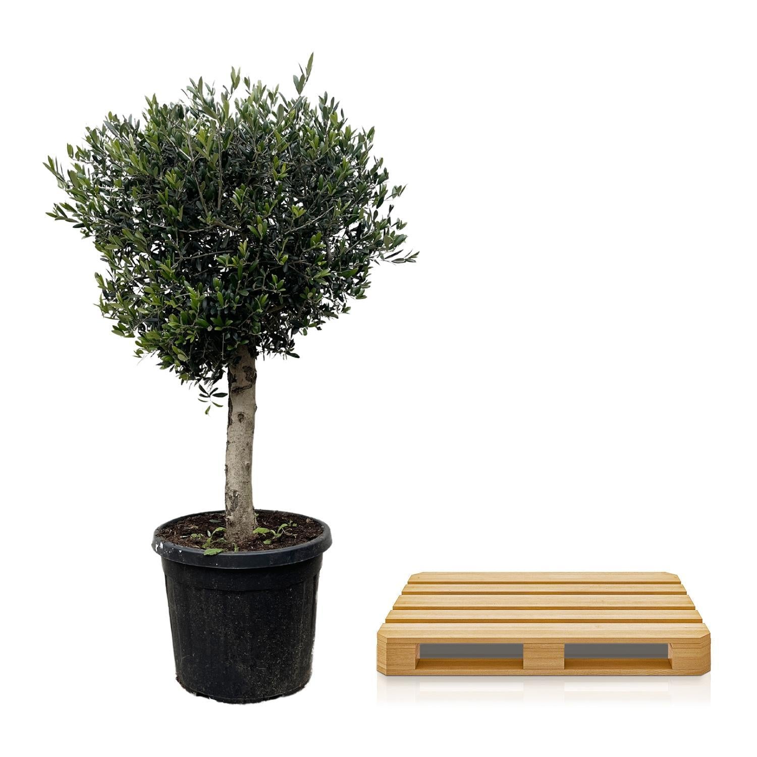 Olijfboom Olea Europaea Lorc - 180 cm - Ø50 - Perfecte mediterrane sfeer voor elke tuin