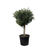 Olijfboom Olea Europaea Lorc - 180 cm - Ø50 - Perfecte mediterrane sfeer voor elke tuin