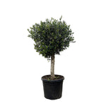 Olijfboom Olea Europaea Lorc - 180 cm - Ø50 - Perfecte mediterrane sfeer voor elke tuin