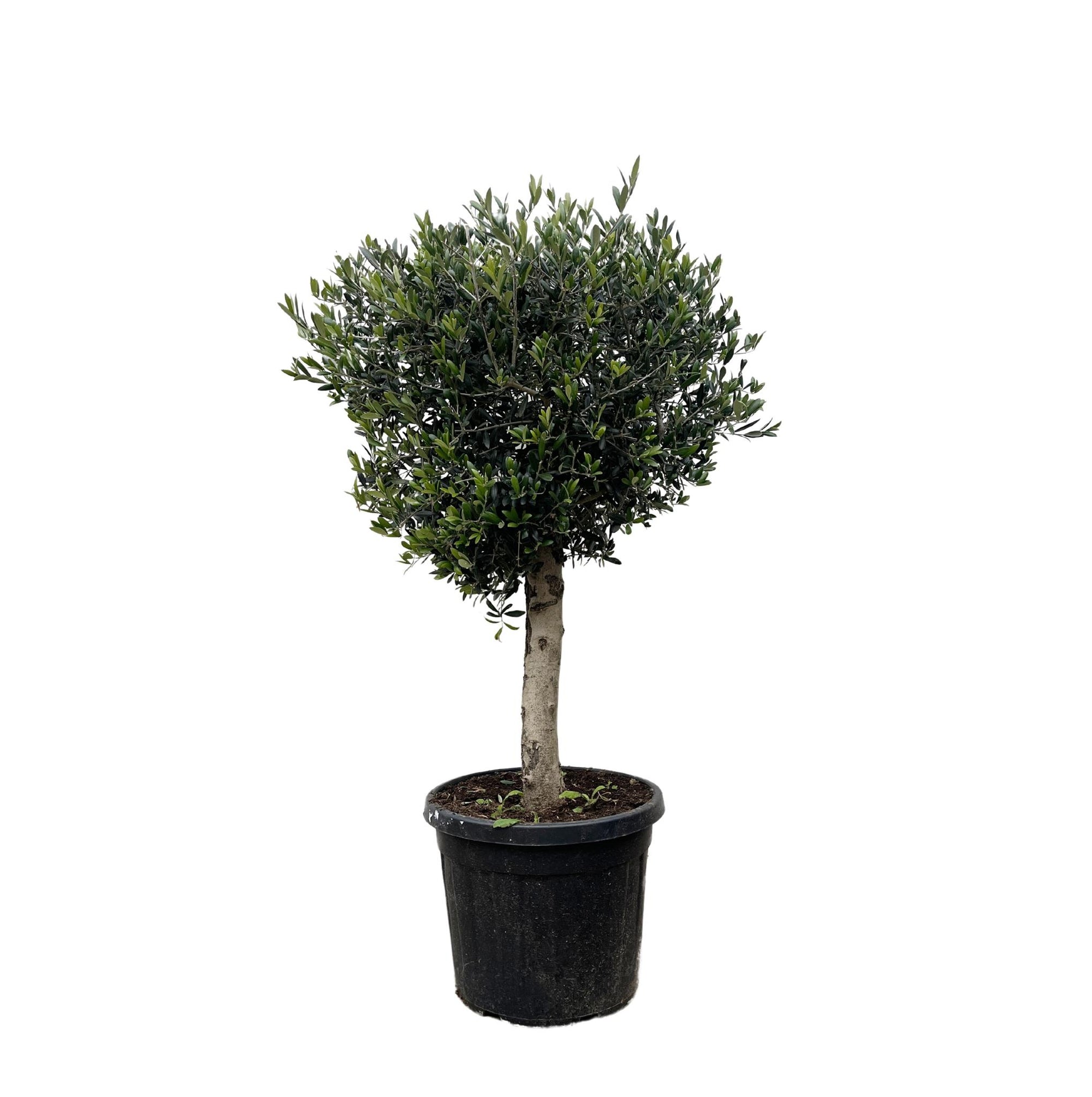 Olijfboom Olea Europaea Lorc - 180 cm - Ø50 - Perfecte mediterrane sfeer voor elke tuin