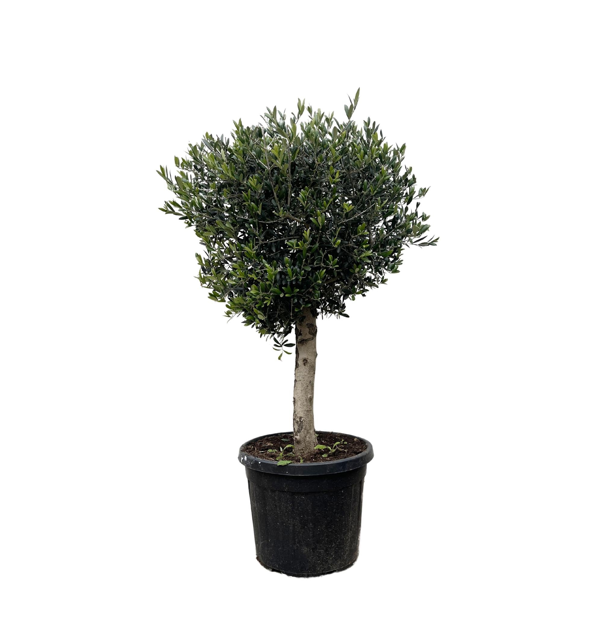 Olijfboom Olea Europaea Lorc - 180 cm - Ø50 - Perfecte mediterrane sfeer voor elke tuin