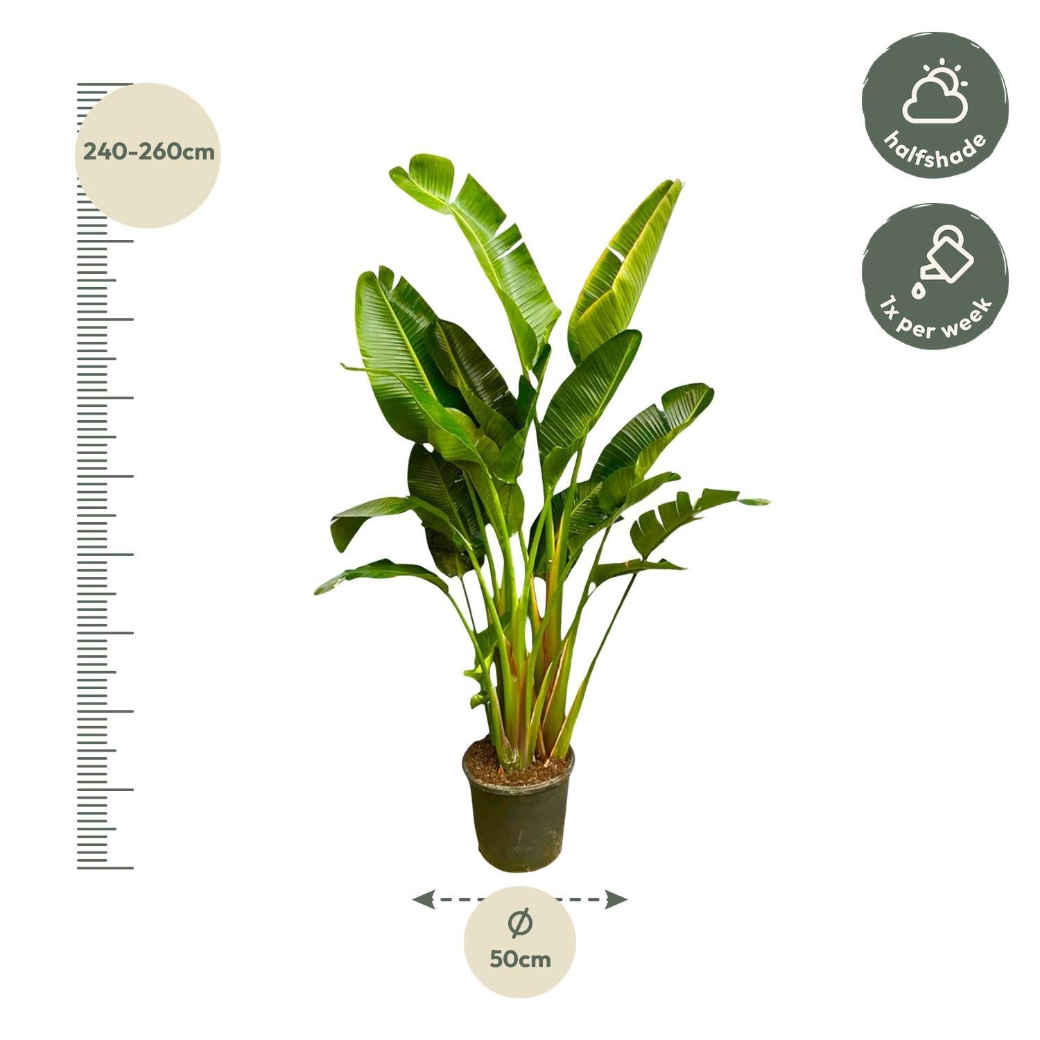 Strelitzia Augusta Multi Stam XXL - 250 cm - ø30-40 cm - Grote kamerplant