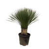 Yucca Rostrata - 100 cm- Ø35 cm | Blue Beaked Yucca